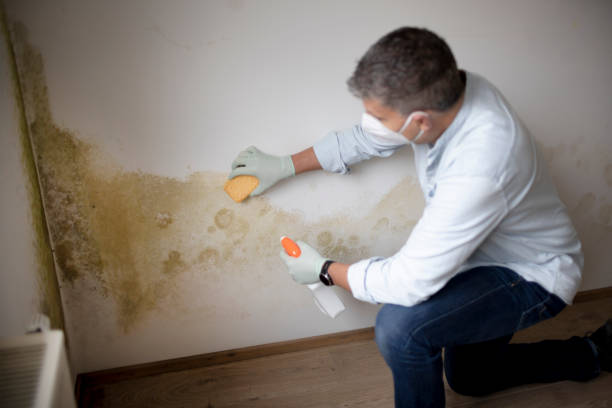 Environmental Consulting for Mold Prevention in Lame Deer, MT